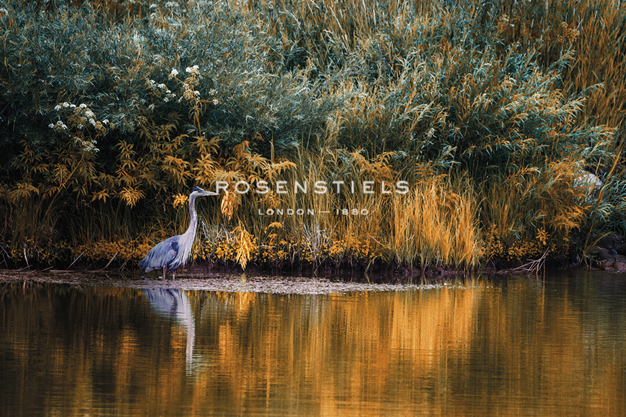 Golden Pond - Bobbie Goodrich