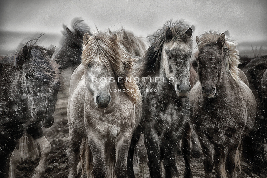 Icelandic Horses - Cool - Bobbie Goodrich