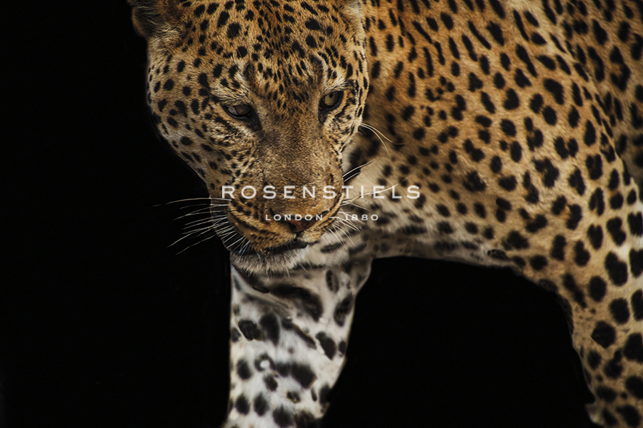 African Leopard - Stalk - Bobbie Goodrich