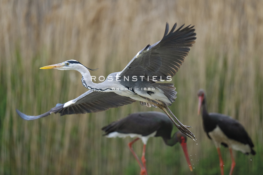 Gentle Flight - Soar - Staffan Widstrand