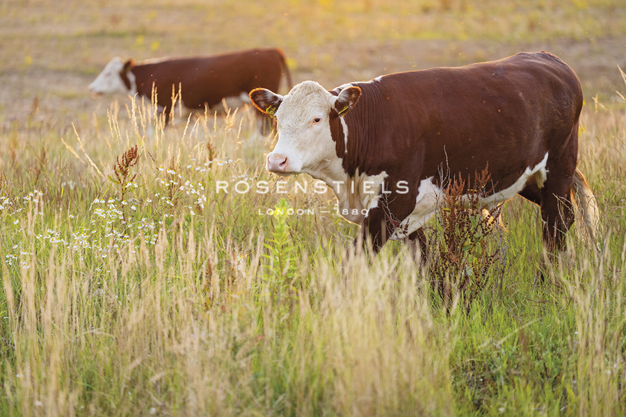 Grazing Cattle - Together - Staffan Widstrand