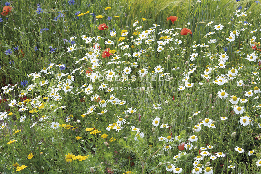 Meadow Florals - Staffan Widstrand
