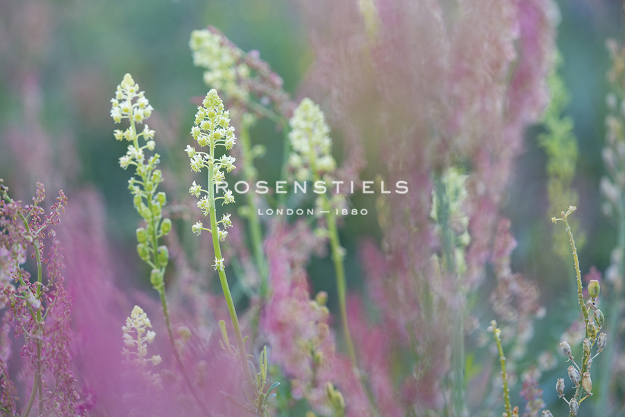 Nature in Bloom - Staffan Widstrand