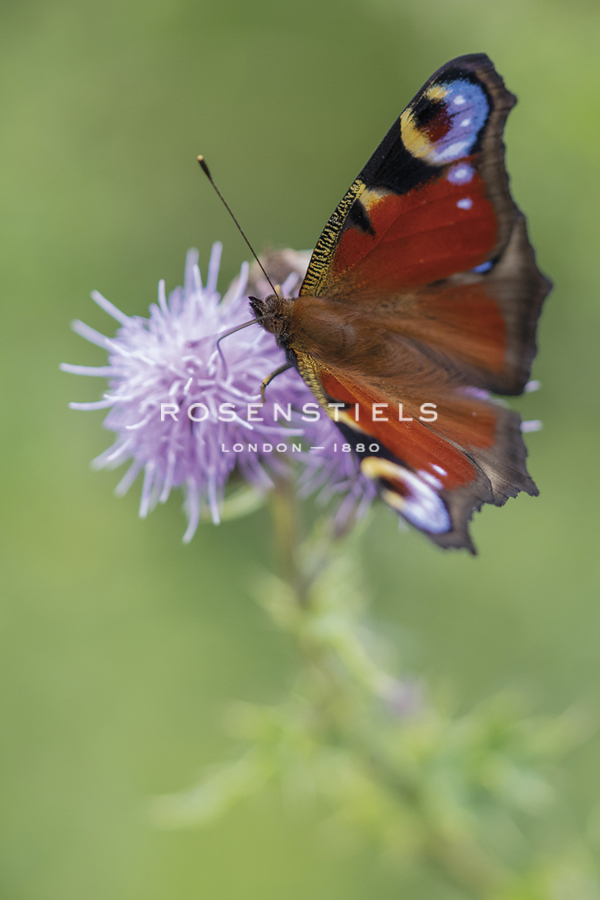 Calming Flutter - Staffan Widstrand