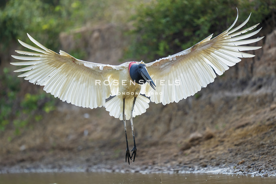 Flight in Action - Staffan Widstrand