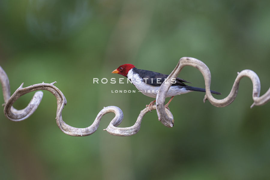 Precarious Perch - Stop - Staffan Widstrand