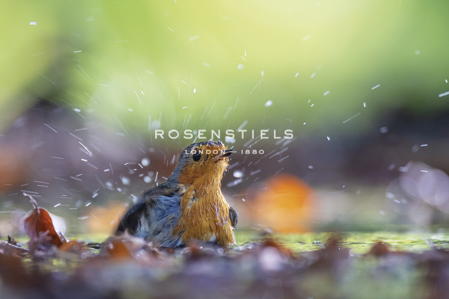 Bird Focus - Wash - Staffan Widstrand
