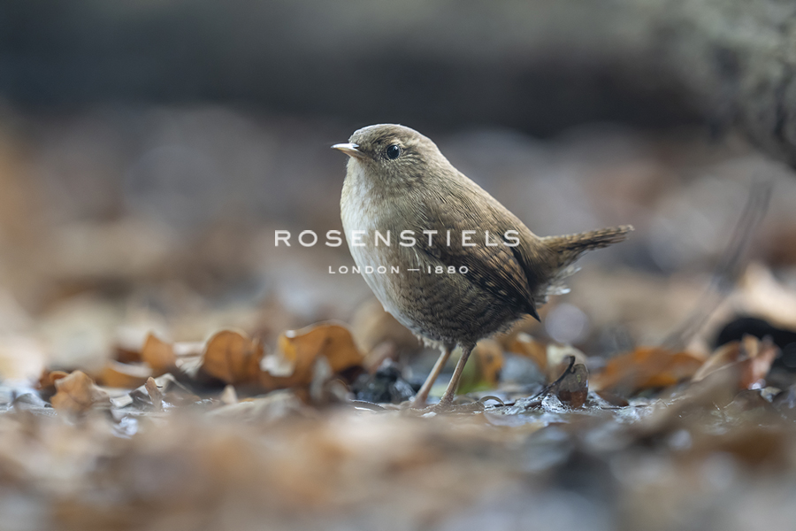 Bird Focus - Rest - Staffan Widstrand