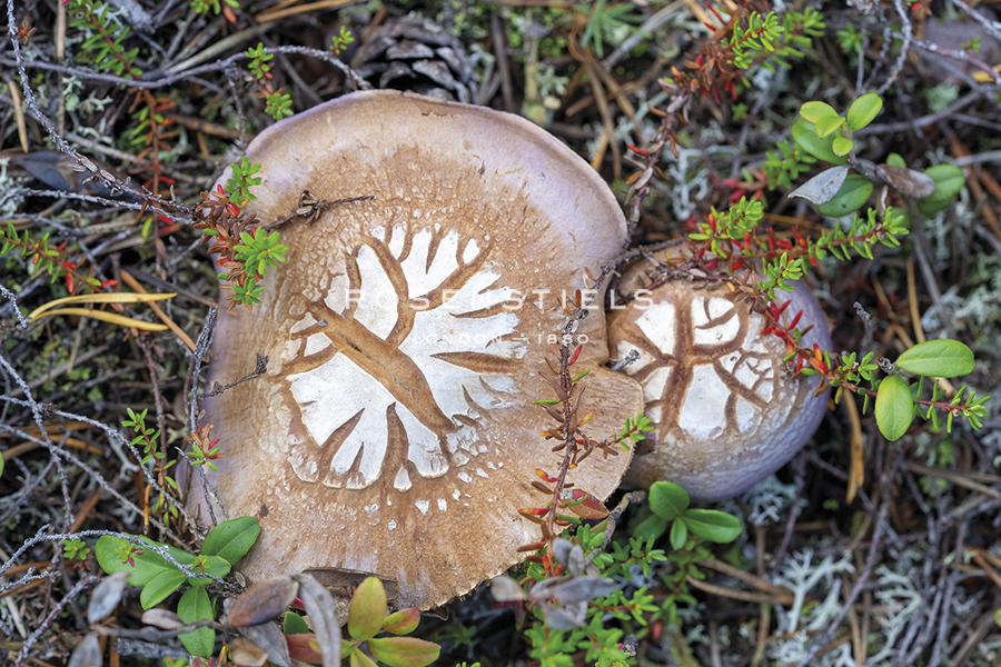 Fungi Focus - Pick - Staffan Widstrand