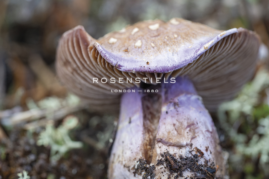 Fungi Focus - Crop - Staffan Widstrand
