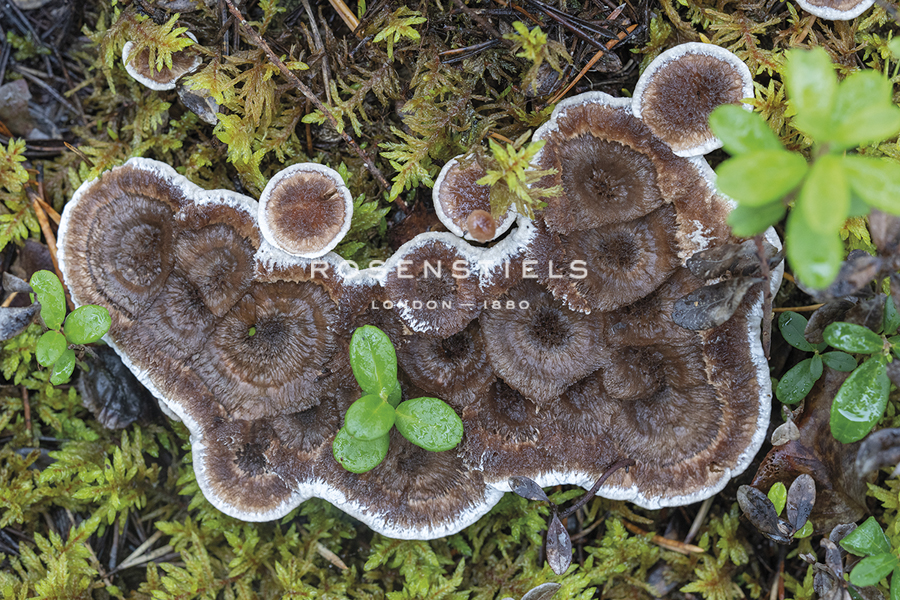 Fungi Focus - Harvest - Staffan Widstrand