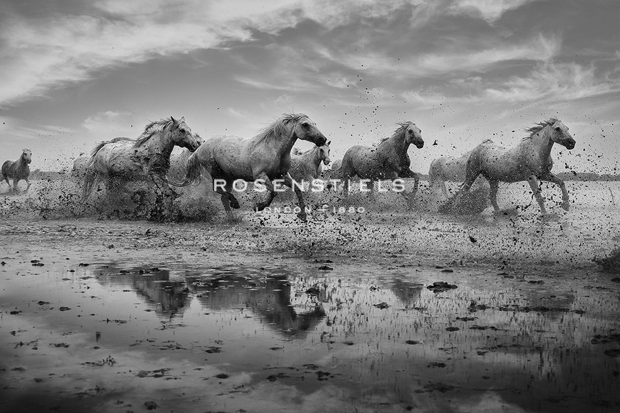 Camargue Horses - Gallop - Margaret Albaugh