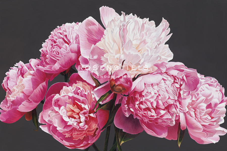 Pink Peonies - Sarah Caswell