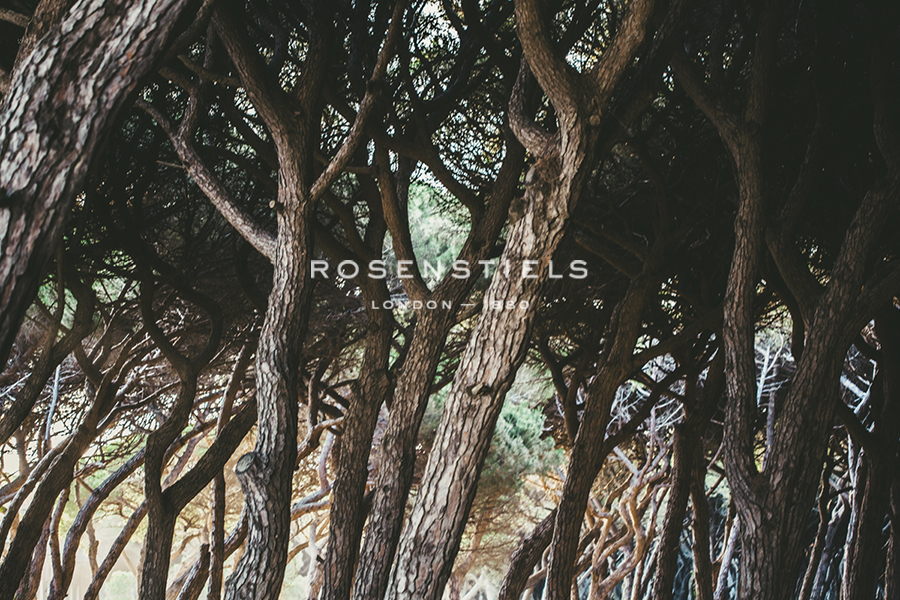 Rustic Trees - Florian Schleinig