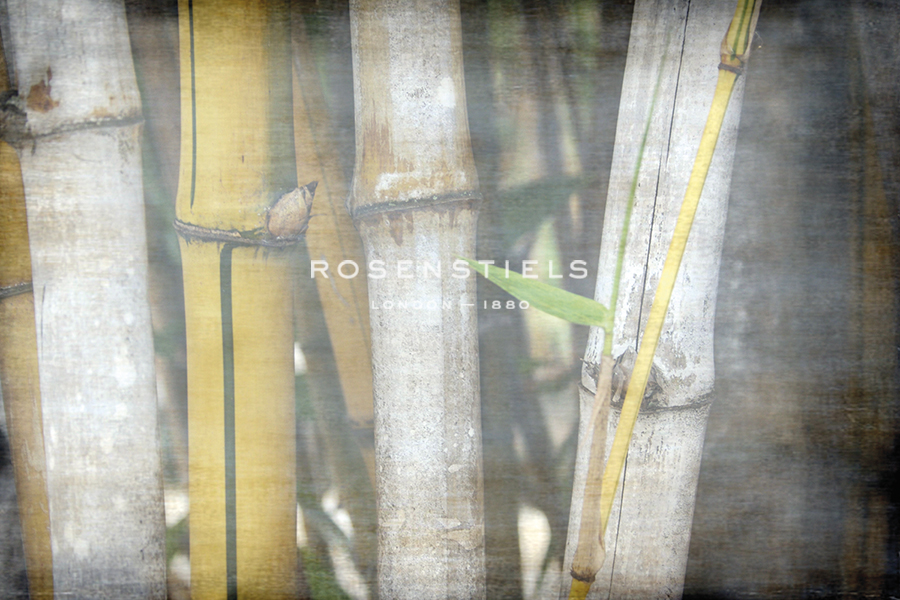 Bamboo Forest V - Tony Koukos