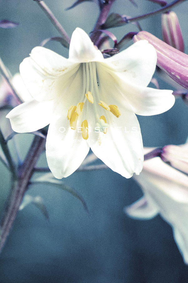 Lovely Lily - Bloom - Ella Lancaster