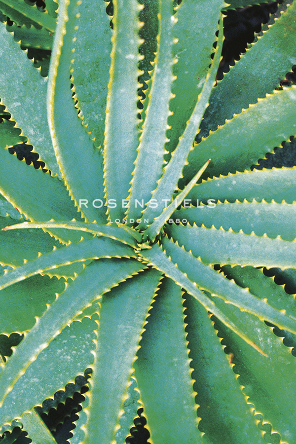 Mojave - Grow - Ella Lancaster
