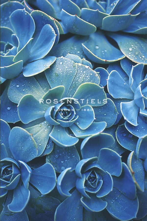 Mojave - Cluster - Ella Lancaster