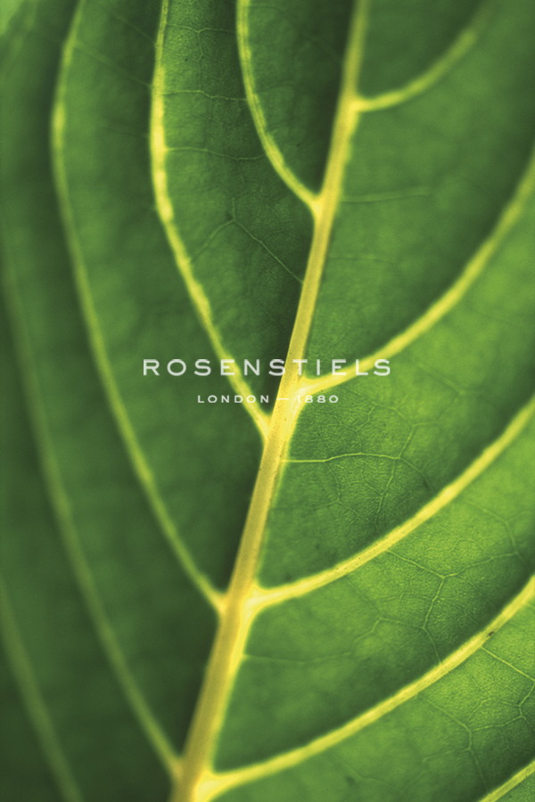 Thrive - Ella Lancaster