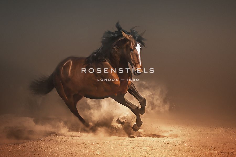 Chestnut Lusitano - Bobbie Goodrich