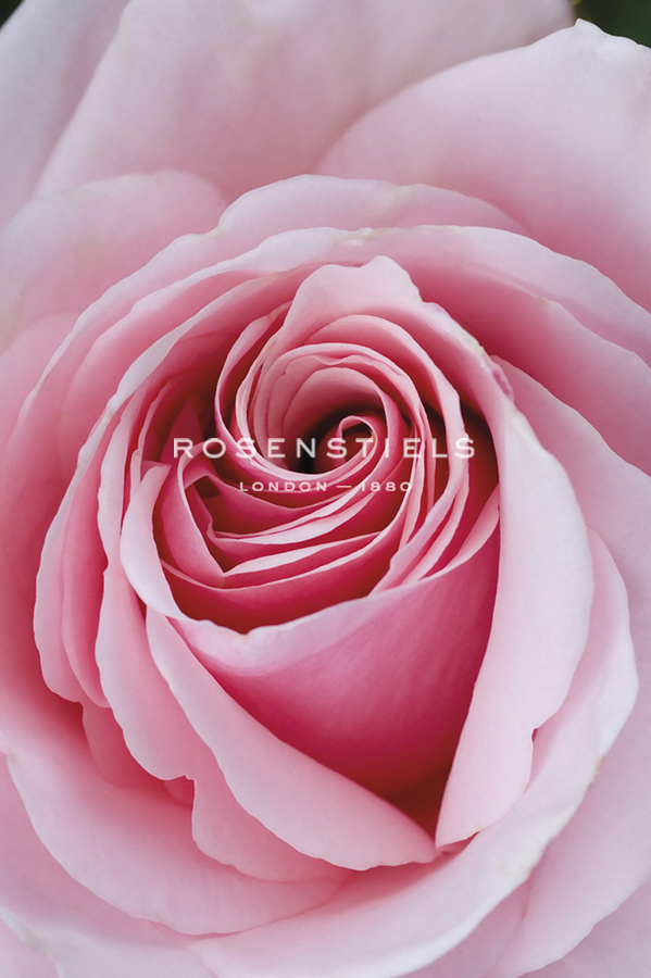 Rose Centre - Ella Lancaster