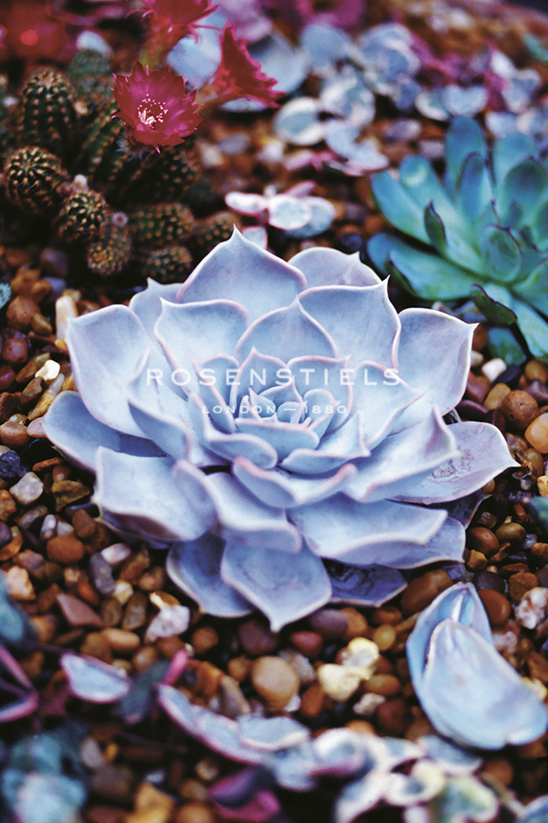 Sechuran Succulent - Grow - Ella Lancaster