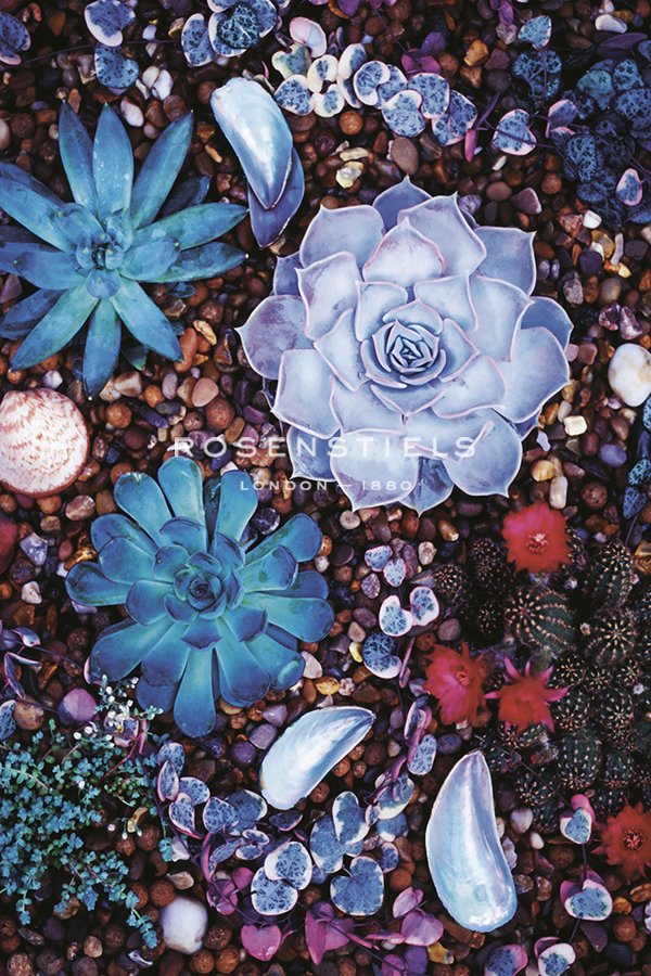 Sechuran Succulent - Thrive - Ella Lancaster