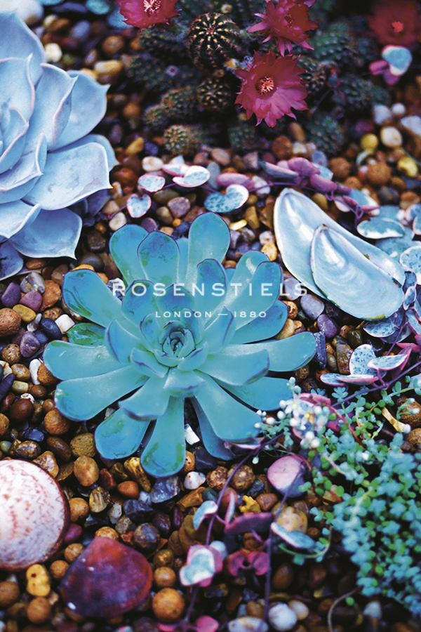 Sechuran Succulent - Flourish - Ella Lancaster