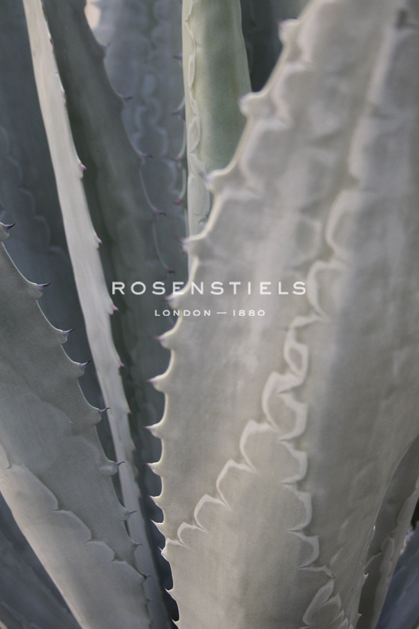 Botanicals Focus - Grow - Tony Koukos