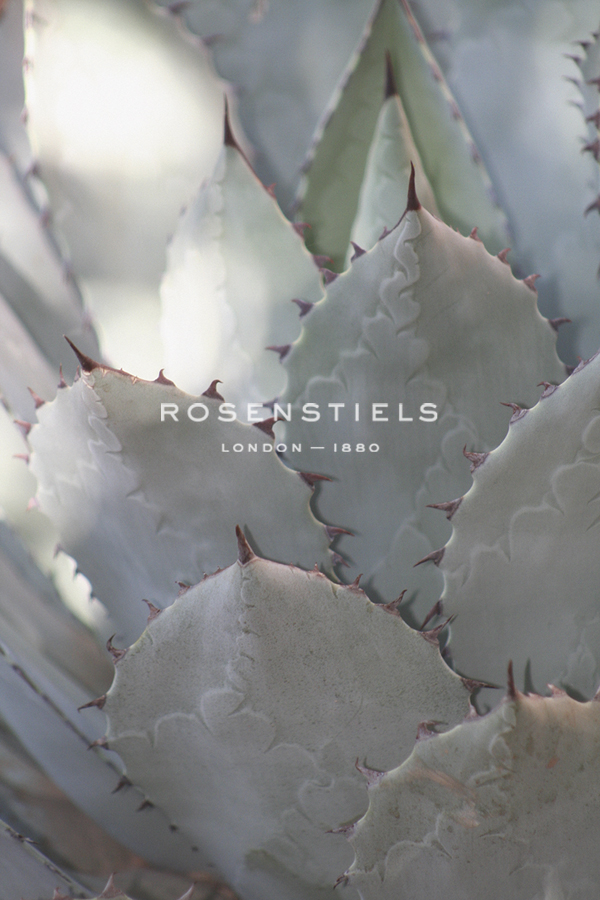 Botanicals Focus - Prosper - Tony Koukos