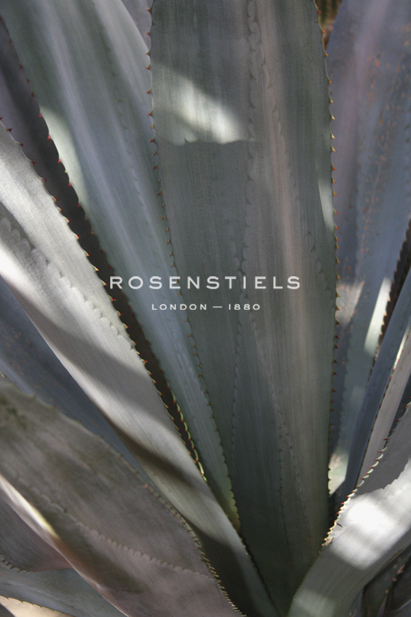Botanicals Focus - Rise - Tony Koukos