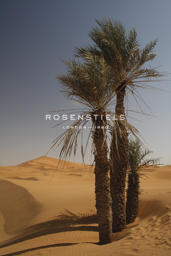 Saharan Scene - Tony Koukos