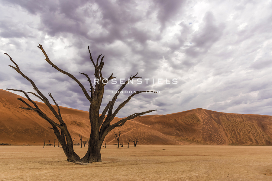 Dynamic Horizons - Catherina Unger
