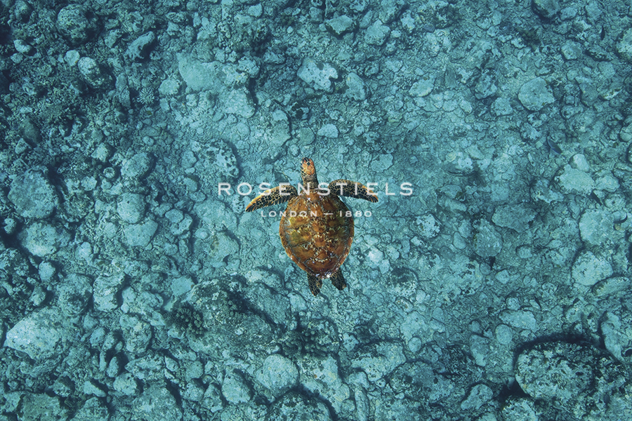 Turtle Adventure - Nathan Secker