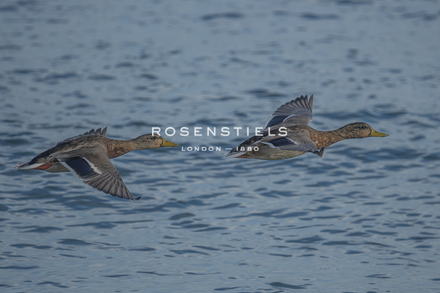Duet in Flight - Matt Roseveare