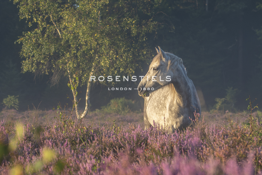 Within the Meadows - Matt Roseveare