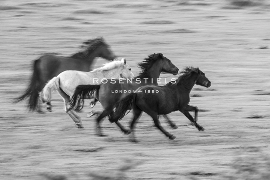 Wild Gallop - Matt Roseveare