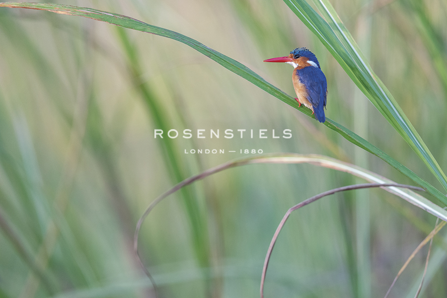 Elegant Pause - Staffan Widstrand
