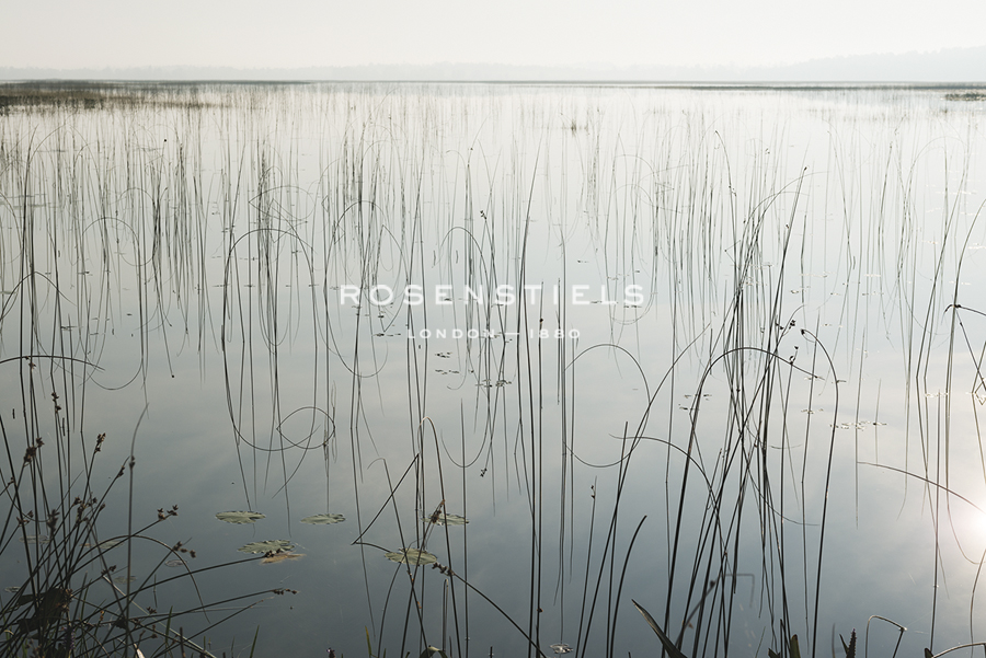 Lake Reeds - Scattered - Mike Toy