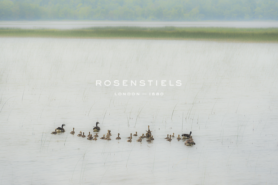 Lake Genre - Ducks - Mike Toy