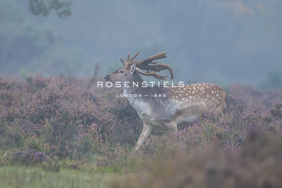 Among the Heather - Matt Roseveare