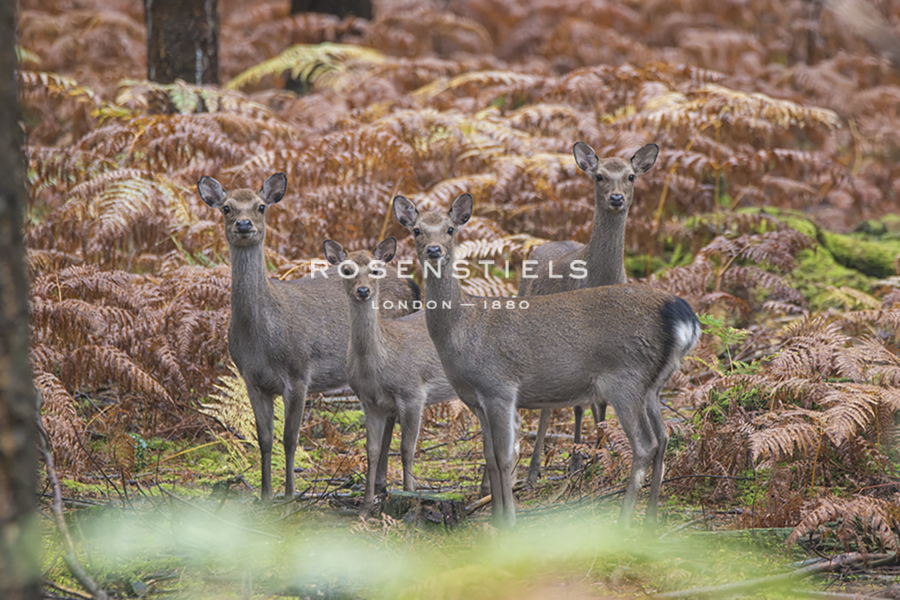 Looking On - Matt Roseveare