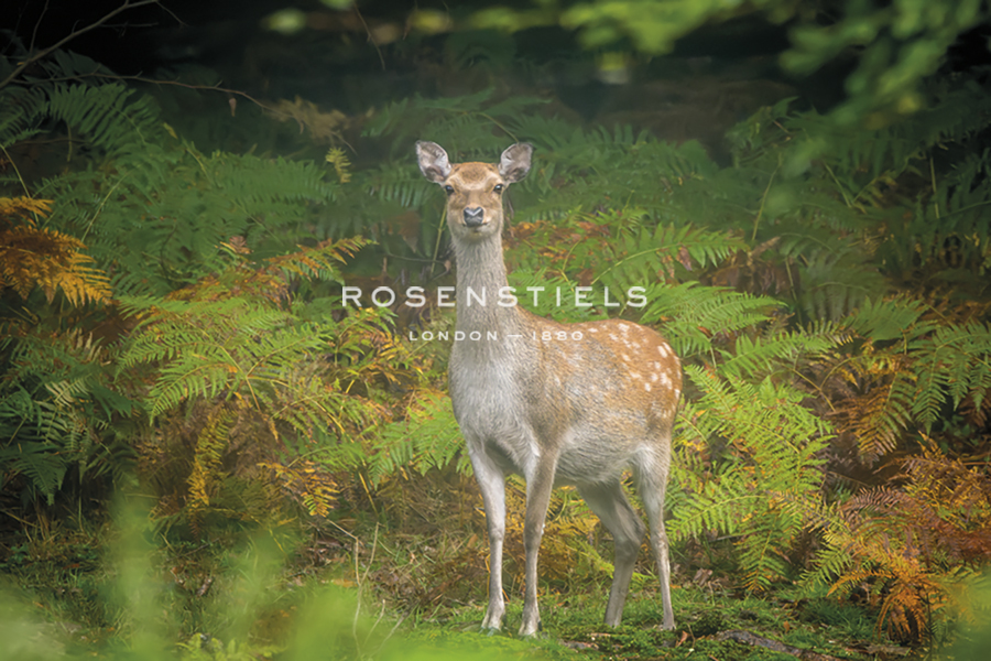 Curiosity - Matt Roseveare