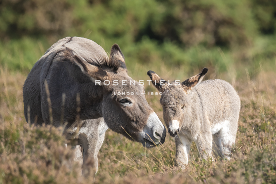 Mother's Love - Matt Roseveare