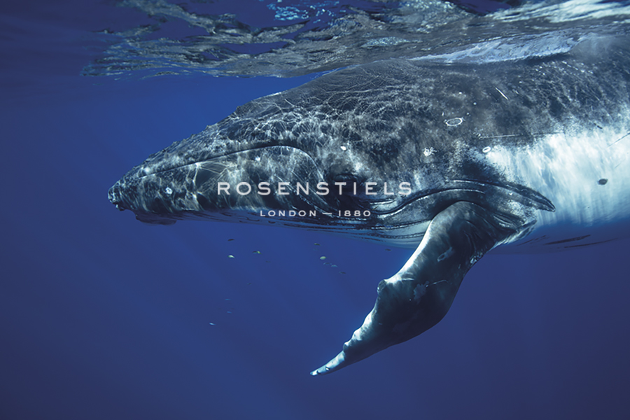 Focused Submerge - Nathan Secker
