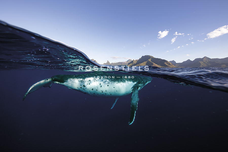 Mountain Above - Glide - Nathan Secker