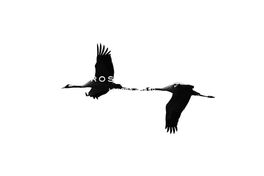 Crane Construct - Tal Paz-Fridman