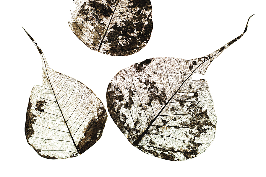 Shedded Leaves - Tal Paz-Fridman