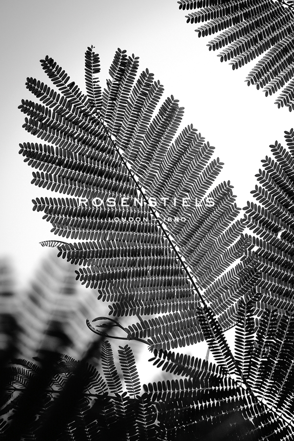 Natural Geometries - Plant - Tal Paz-Fridman