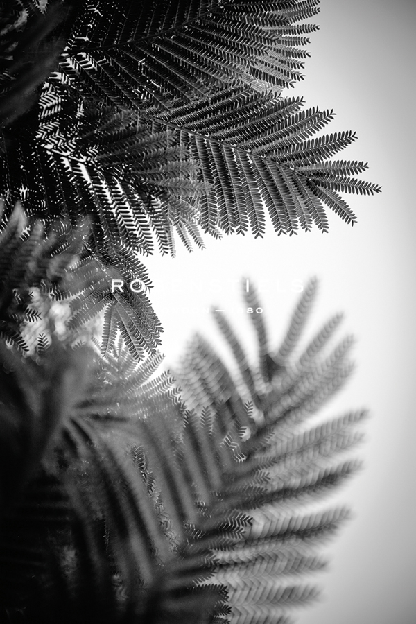 Natural Geometries - Shrub - Tal Paz-Fridman